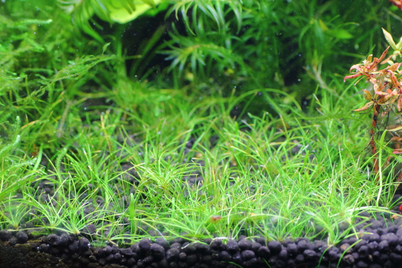 植栽から206日目　ヘアーグラスショート